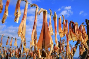unconventional_tour Pesce essicato Formentera