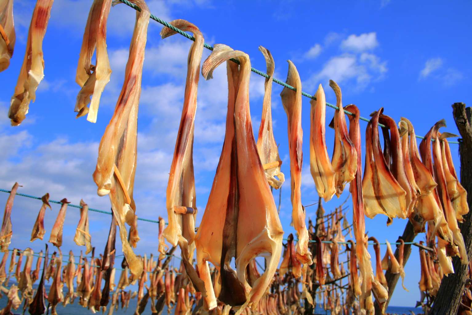 unconventional_tour Pesce essicato Formentera