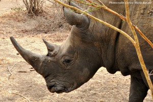 Senegal_Reserve-De-Bandia