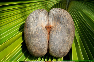 Il Coco de Mer