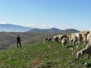 Mimì al pascolo
