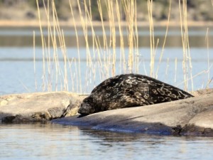 unconventional_tour Header_Saimaa_ringed_seal-400x300