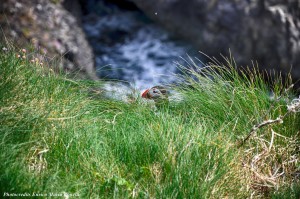 unconventional_tour 8 Isle Of Staffa (13)