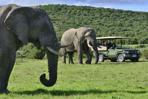 Shamwari Game Reserve Guest Experience
