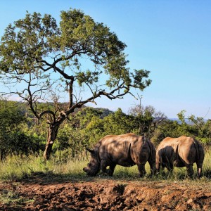 Shamwari Game Reserve Guest Experience