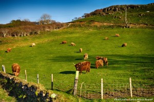 Highland Cattle