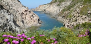 Calavinagra fa parte dell'OASI LIPU Carloforte